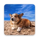 Corgi Wallpaper HD APK