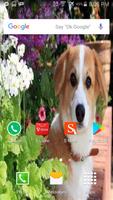 Corgi Wallpaper HD โปสเตอร์