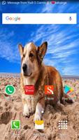 Corgi Wallpaper HD ภาพหน้าจอ 2