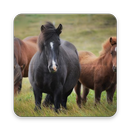 Foal Wallpaper HD APK