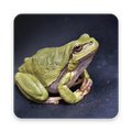 Frog Wallpaper HD
