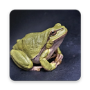 Frog Wallpaper HD APK