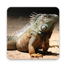 Iguana Walpaper HD APK