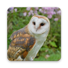 Owl Wallpaper HD-icoon