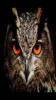 Owl Wallpaper HD capture d'écran 1