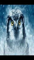 برنامه‌نما Owl Wallpaper HD عکس از صفحه