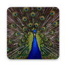 Peacock Wallpaper HD APK