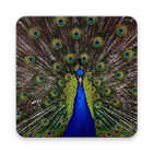 Peacock Wallpaper HD icône