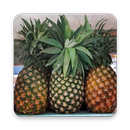 Pine Apple Wallpaper HD APK