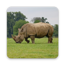 Rhinoceros Wallpaper HD APK