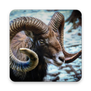 Sheep Wallpaper Hd APK