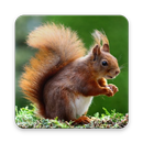 Squirrel Wallpaper HD APK