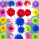 Flower Blast: Garden Blossom aplikacja