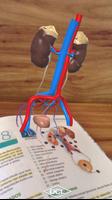 DCL 3D Biologia 2 screenshot 2