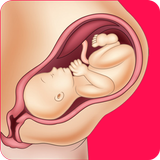 معلومات عن الحمل و الولادة icône