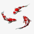 Koi Pond