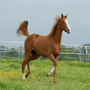 صور و خلفيات لعشاق الخيل APK