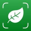 Tree Identifier icon