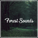 Relax Nature Forest Sounds aplikacja