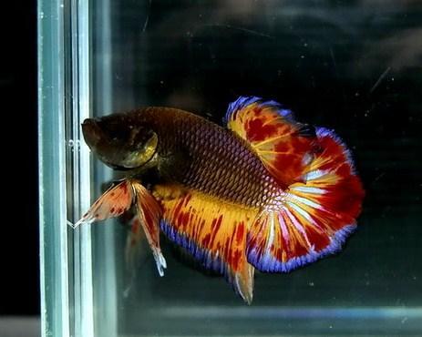 440 Koleksi Desain Aquarium Ikan Cupang Gratis Terbaik
