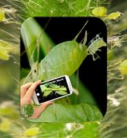 Pest Detector پوسٹر