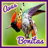 Aves Bonitas
