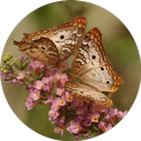 Butterfly Wallpaper APK