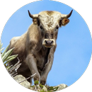 Best Bull Wallpaper APK