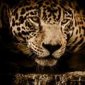 Beautiful Jaguar Wallpaper