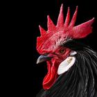 Best Rooster Wallpapers icône