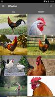 Best Rooster Wallpapers Affiche