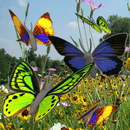 Butterfly animated color LWP! APK