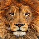 Animal Wallpapers APK