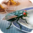 APK Fly Insect Simulator