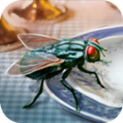 Fly Insect Simulator আইকন
