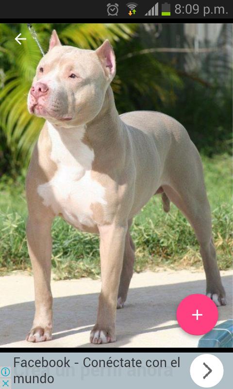 Pitbull Free Images For Android Apk Pitbull Free Images For Android Apk