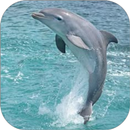 Dolphin WalL APK