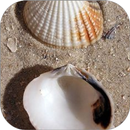 Kerang WalL APK