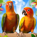 Птицы обои видео APK