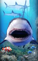 Shark hồ cá. bài đăng