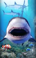 De requins aquarium Affiche