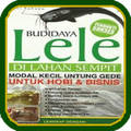 Budidaya Ikan Lele