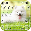 خلفية الكيبورد White Cute Puppy APK