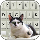 Cat Thumbs Up Klavye Arkaplanı APK