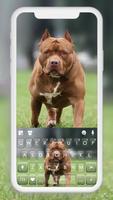 Fundo do Teclado Cool Pitbull Cartaz