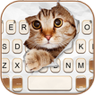 Fond de clavier Curious Cat