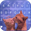 Cute Kitten Love Keyboard Back