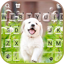 Cute Lab Puppy Theme APK