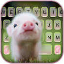 Cute Piggy Klavye Arkaplanı APK