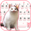 Фон клавиатуры Funny Cat Face